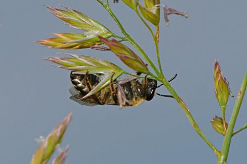Réf. 130 058 : Colletes sp.