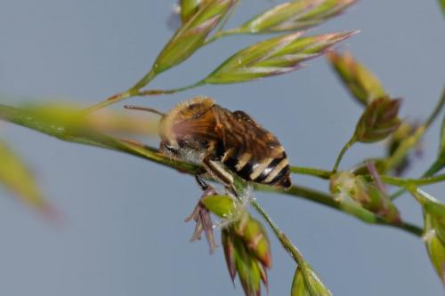 Réf. 130 057 : Colletes sp.