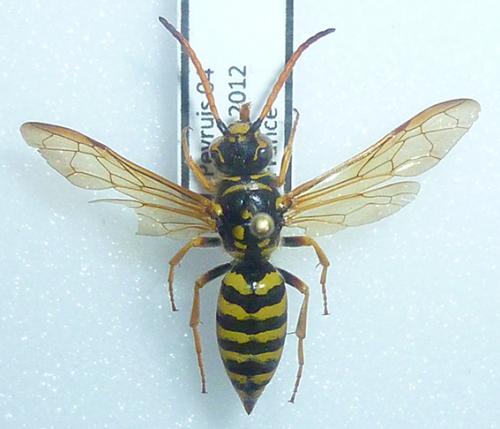 Réf. 130 475 : Polochrum repandum