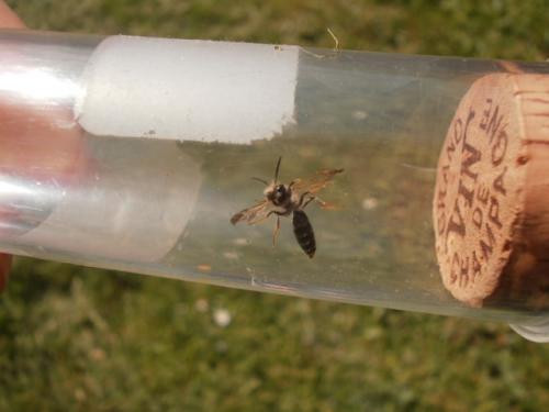 Réf. 130 055 : Andrena sp.