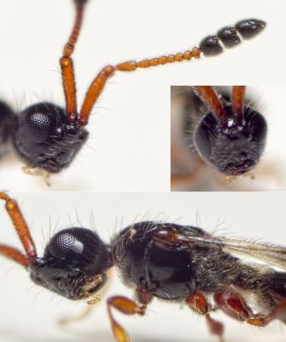 Réf. 130 782 : Basalys sp.