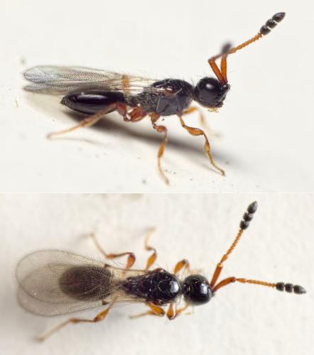 Réf. 130 781 : Basalys sp.