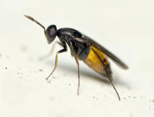 Elasmus sp.