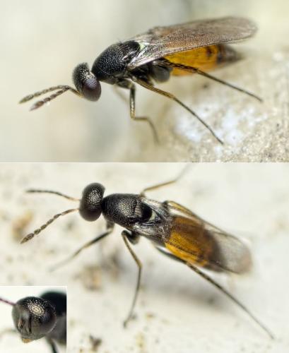 Elasmus sp.