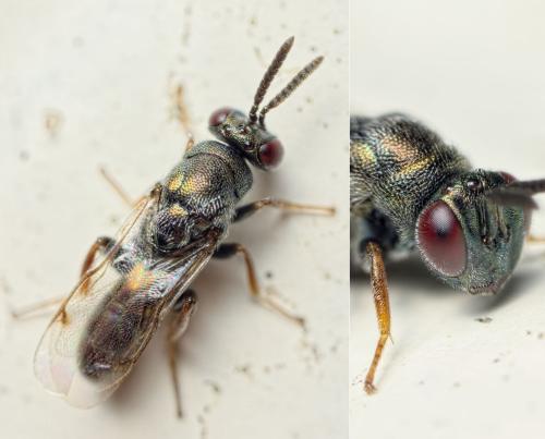 Réf. 130 610 : Monodontomerus sp.