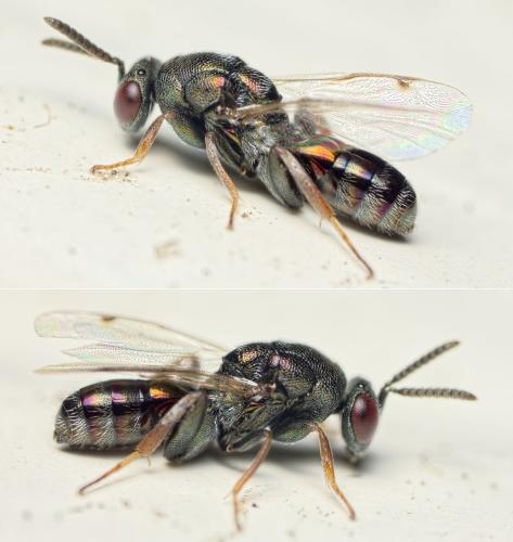 Monodontomerus sp.