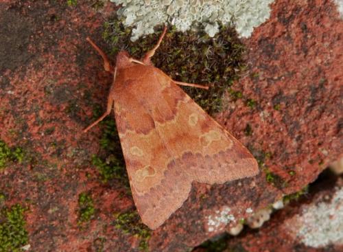 Réf. 130 125 : Agrochola helvola