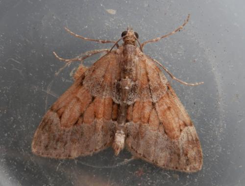 Thera sp.