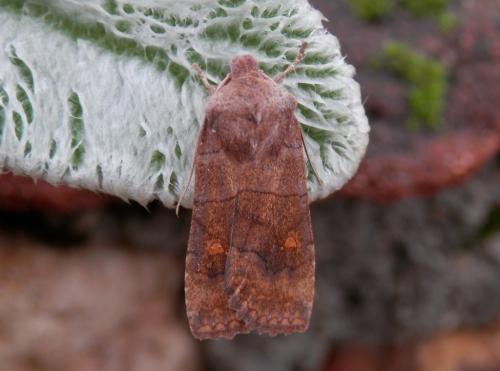 Réf. 130 270 : Eupsilia transversa