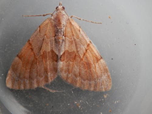 Réf. 130 408 : Pennithera firmata