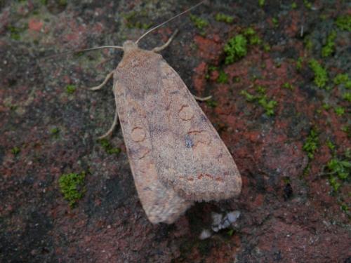 Agrochola circellaris