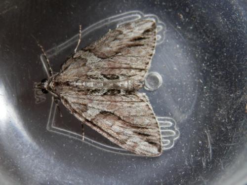 Thera cupressata