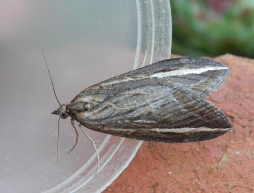 Chesias legatella