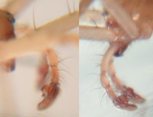 Anyphaena numida
