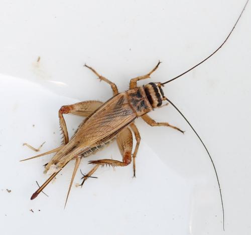 Réf. 130 523 : Acheta domesticus