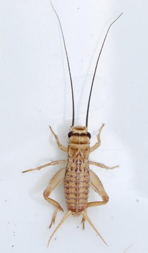 Acheta domesticus