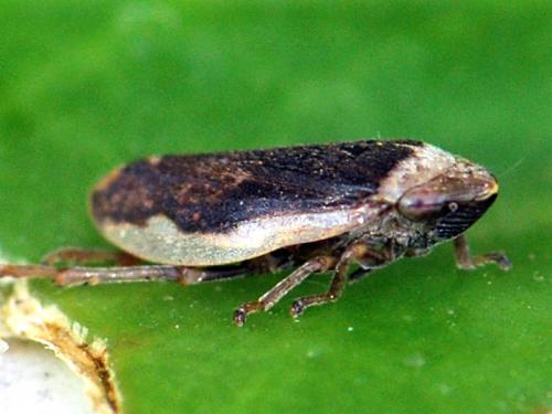 Philaenus spumarius