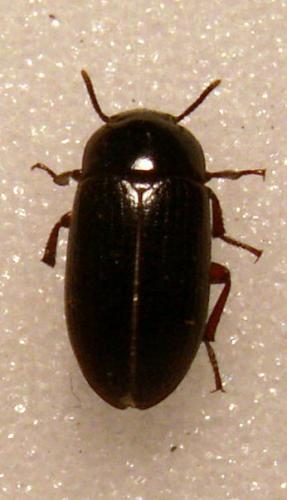 Réf. 130 590 : Alphitobius sp.