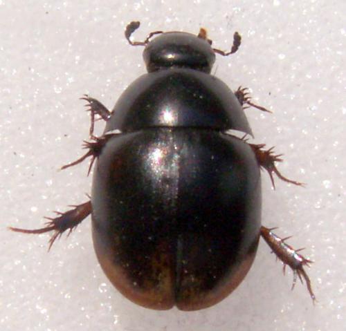Sphaeridium lunatum