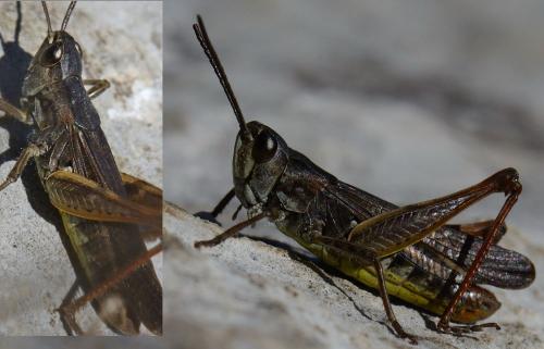 Chorthippus sp.