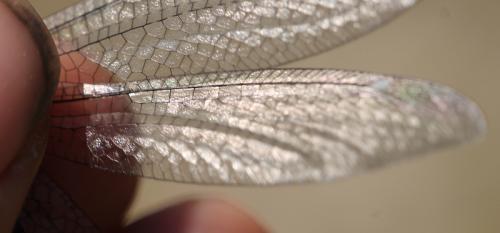 Réf. 130 260 : Myrmeleon formicarius