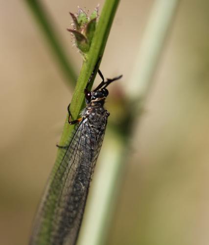 Réf. 130 261 : Myrmeleon formicarius