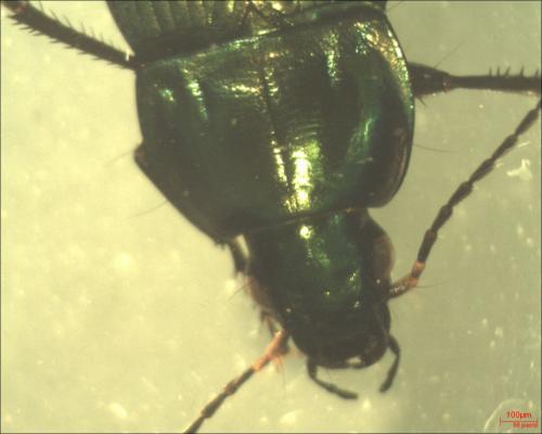Réf. 130 754 : Poecilus versicolor