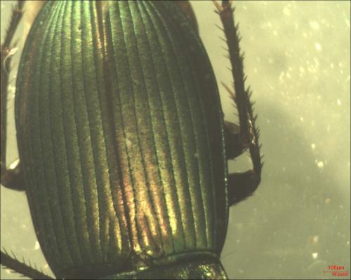Poecilus versicolor