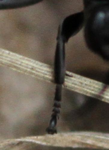 Réf. 130 023 : Entomobora crassitarsis