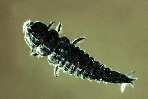 Potamophilus acuminatus