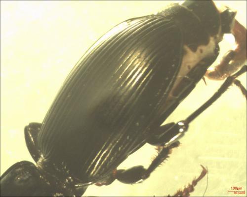 Pterostichus madidus