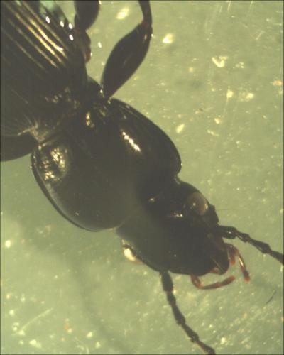 Pterostichus madidus