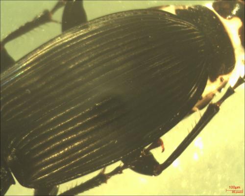 Réf. 130 708 : Pterostichus melanarius