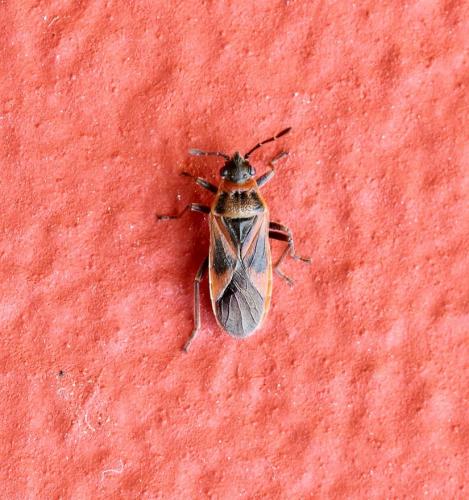 Arocatus sp.