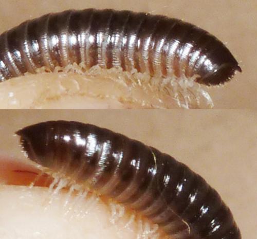 Réf. 130 784 : Tachypodoiulus niger
