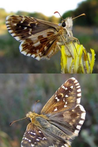 Réf. 130 229 : Pyrgus sp.