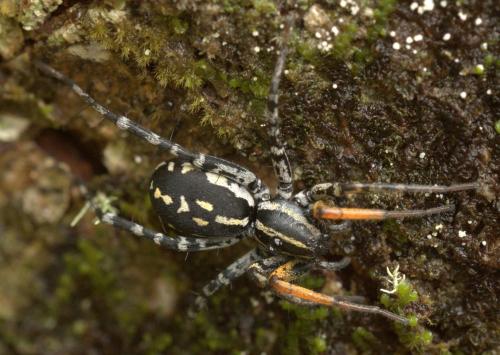 Nyssus coloripes