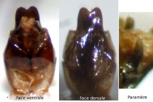 Rhagonycha confusa