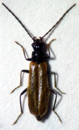 Rhagonycha confusa