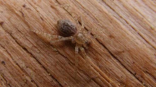Anyphaena sp.