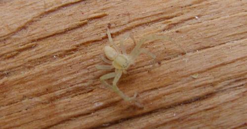 Philodromus sp.
