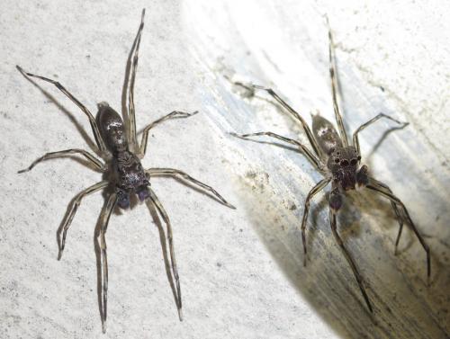 Spartaeus spinimana