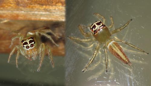 Réf. 130 565 : Artabrus erythrocephalus