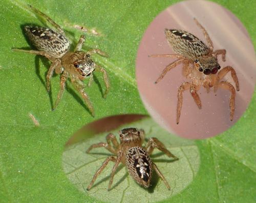 Réf. 130 342 : Burmattus sp.