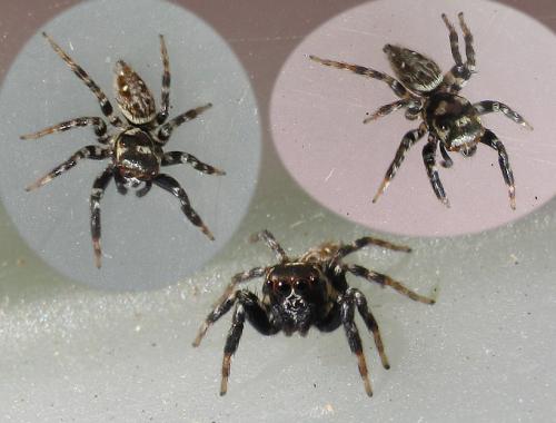 Réf. 130 343 : Burmattus sp.