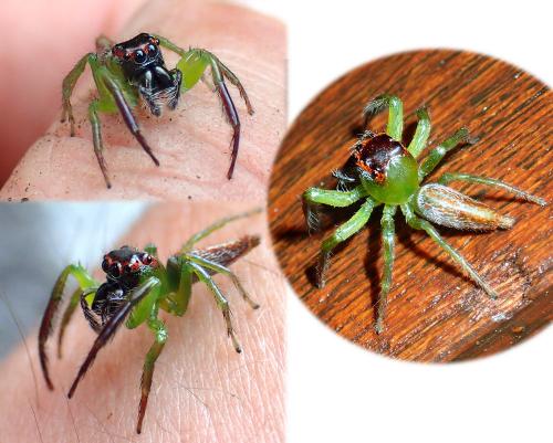 Artabrus erythrocephalus