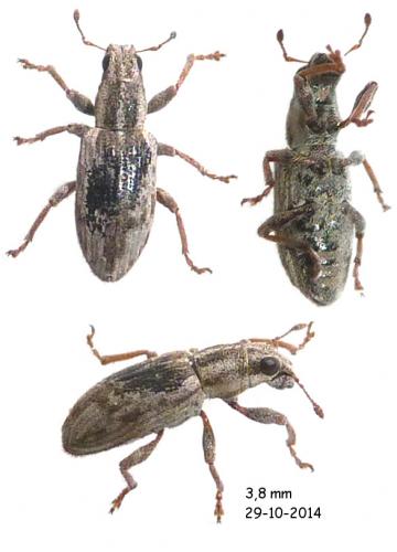 Sitona humeralis