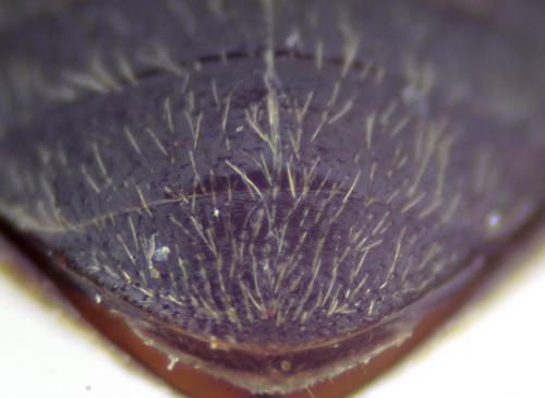 Hydroporus planus