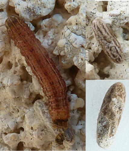 Microplitis tuberculifer