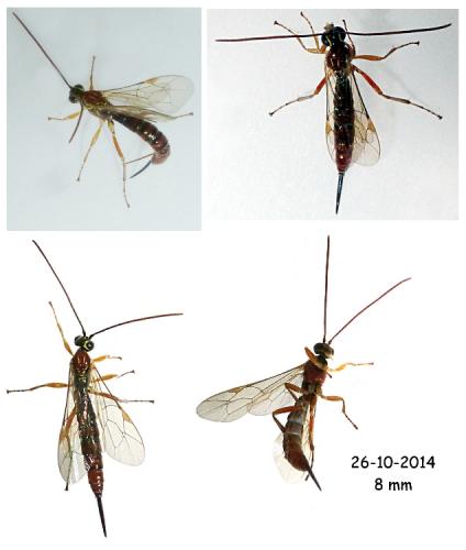 Réf. 130 663 : Tromatobia lineatoria